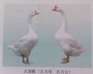 成年鹅怎样分辨公母_公母鹅怎么分？看体型叫声和翻肛
