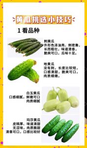长黄瓜和短黄瓜区别_长黄瓜炒汤，短黄瓜凉拌，都是营养好黄瓜