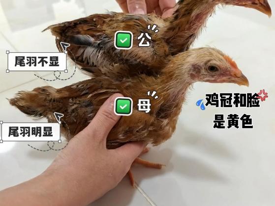 仔鸡和小鸡的区别_仔鸡鲜嫩易消化,适合蒸炒,营养美味 仔鸡和小鸡的区别_仔鸡鲜嫩易消化,适合蒸炒,营养美味