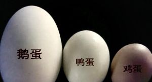 麻鸭蛋和普通鹅蛋的区别_大小壳色营养和烹饪用法