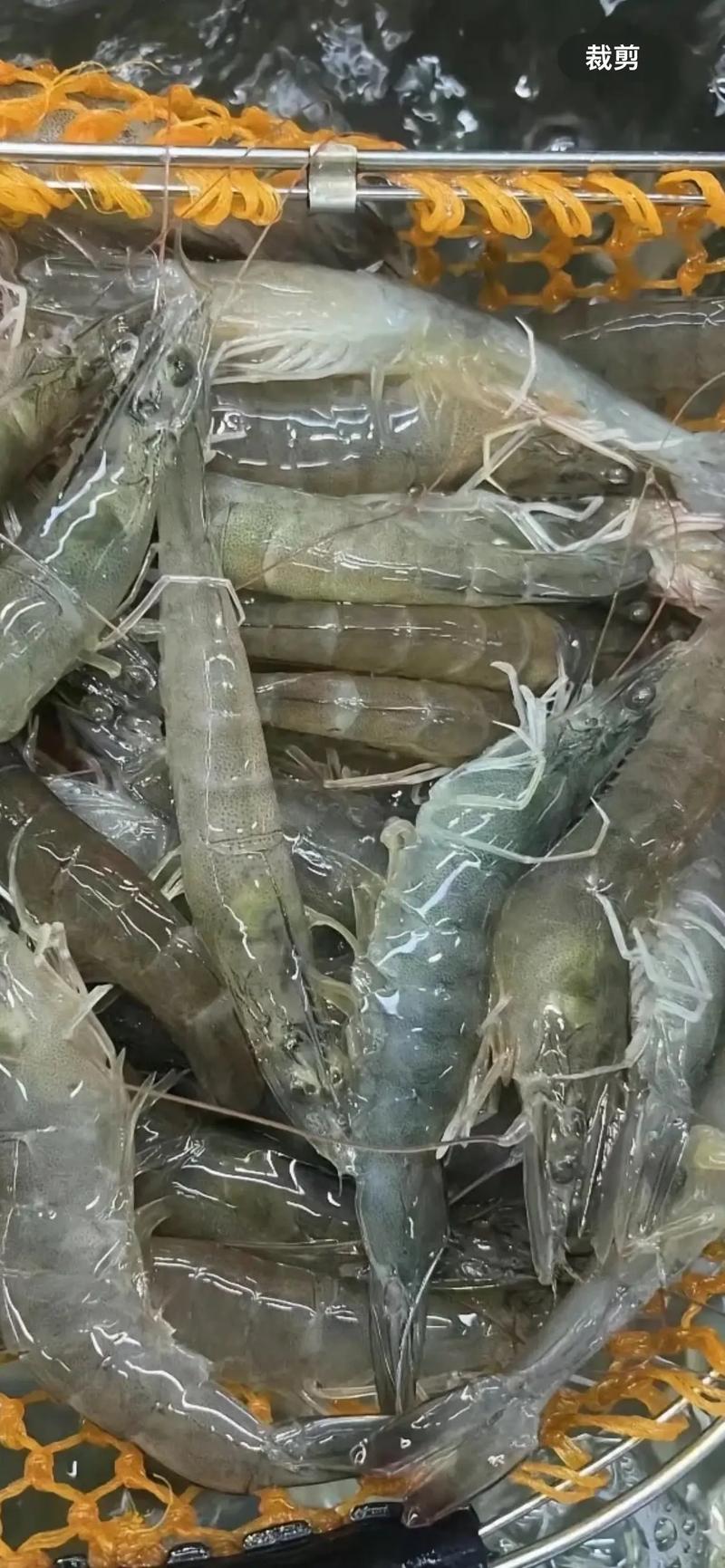 基围虾虾头处理图解_捏头拉线保鲜美