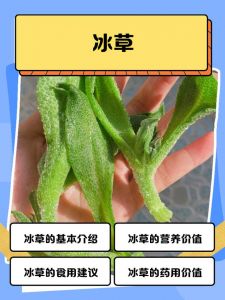 冰草沙拉需要焯水吗_冰草沙拉焯不焯水？口感营养看这里！