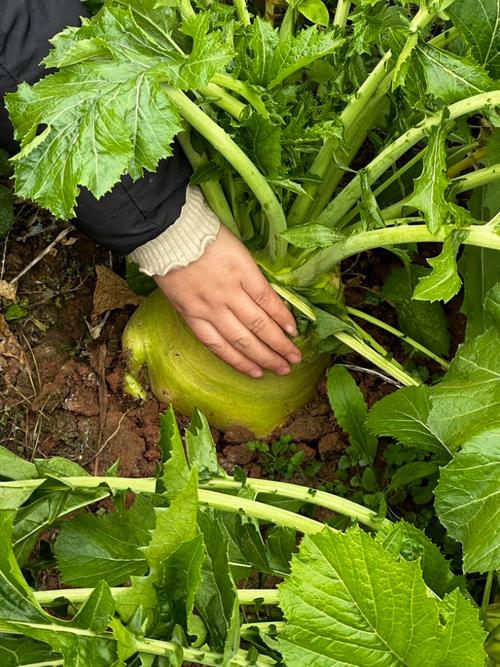 四川菜头学名叫什么_苤蓝棒菜儿菜等芥菜家常味