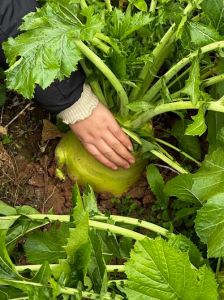 四川菜头学名叫什么_苤蓝棒菜儿菜等芥菜家常味