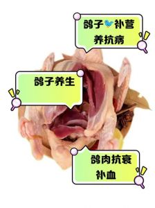 鸽子的生活习性和饮食习惯_强健食杂，善飞易养，益友美味