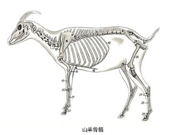 羊解刨分解部位图_羊肉部位怎么选?做菜更美味! 羊解刨分解部位图_羊肉部位怎么选?做菜更美味!
