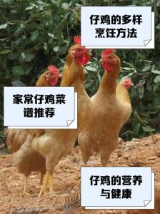 仔鸡和鸡仔的区别_高蛋白仔鸡，营养易消化