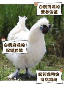 白羽鸡肉与普通鸡肉有什么区别_肉质饲养与烹饪对比