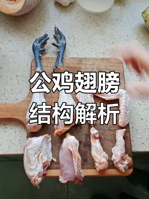 翅根和翅中的区别图_哪个更鲜嫩? 翅根和翅中的区别图_哪个更鲜嫩?
