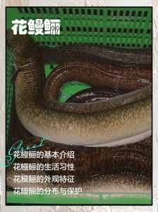 鹤鳝和鹤海鳗的区别_科属外形习性营养价值大不同