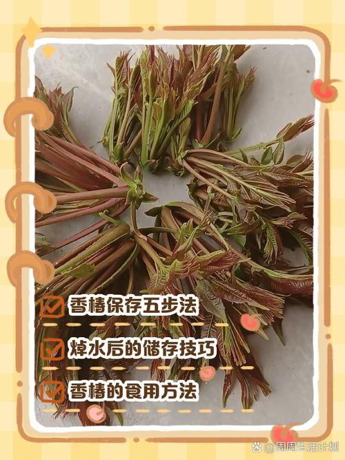 香椿的三种保存方法_冷藏水养冷冻腌制干制