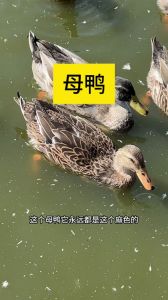 绿头鸭和青头鸭区别_头色习性大不同