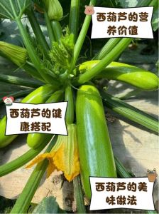 葫芦瓜和瓠瓜的区别_形状表皮口感大不同