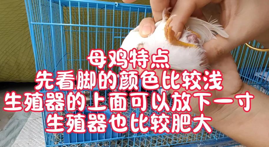 宰杀后公鸡母鸡区别图_公母鸡外观识别