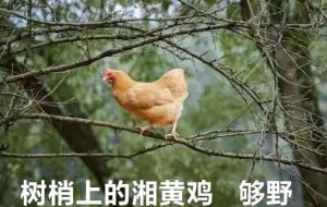 湘黄鸡属于三黄鸡吗_三黄鸡品种，特色保护与养殖技术