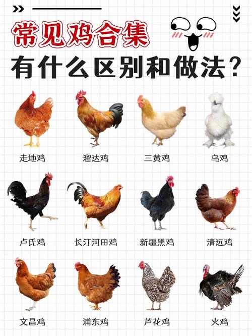 宰杀后公鸡母鸡区别图_公母鸡外观识别