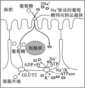 蛋白质含量高影响膜流动性吗_磷脂胆固醇决定细胞膜流动性