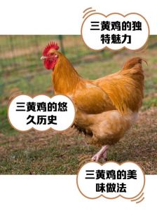三黄鸡清远鸡区别_清远鸡贵三黄鸡50% 品质口感更佳