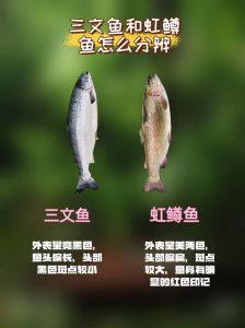 三文鱼和红尊三文鱼的区别_红尊三文鱼和三文鱼区别大不同