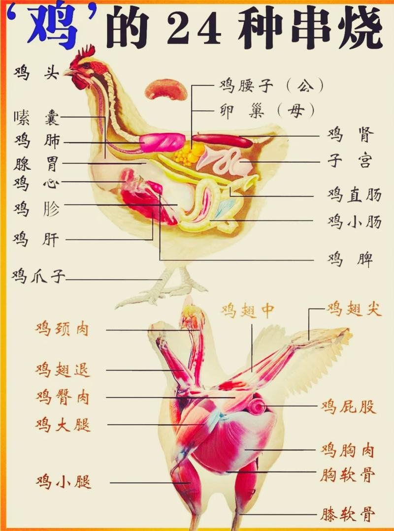 鸡掌中宝部位示意图_脆爽软骨，烧烤火锅好食材！