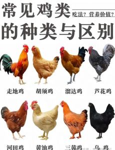 窑鸡和蜜汁鸡区别_正宗窑鸡的灵魂