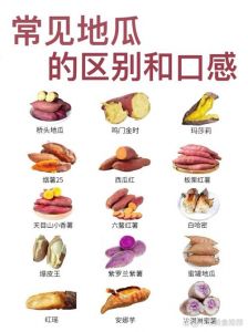 甘薯与红薯有啥区别_同源异名，营养口感有别