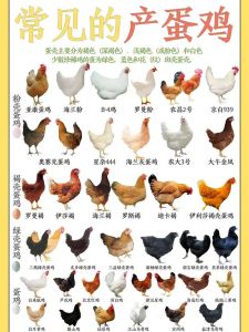 普通鸡和三黄鸡的区别_三黄鸡好，肉质嫩，皮脆鲜，营养高！