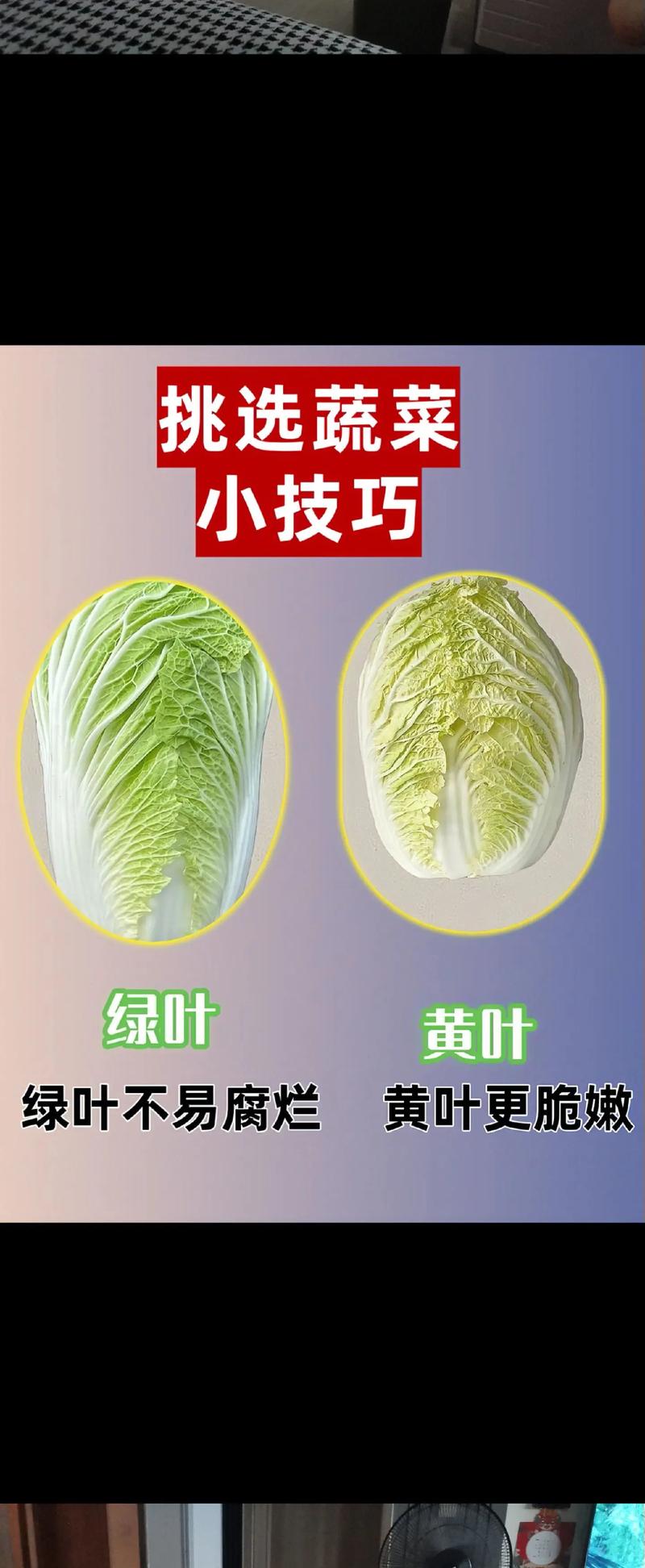 大白菜的挑选方法_挑白菜看菜帮外叶，厚叶炖煮嫩叶拌，别买黄叶空心烂心！
