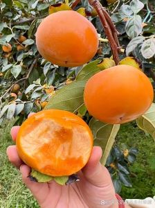 脆柿放几天会变熟吗_脆柿变软像苹果还甜？冷藏保鲜，别放坏了！
