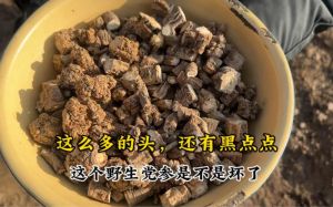 党参发苦是不是坏了_党参发苦正常，优质带微苦回甘，食用注意鉴别和用量