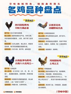 三黄鸡跟大公鸡的区别_外观肉质营养大不同