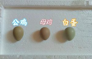 杏花鸡和芦丁鸡区别_小巧营养，各具特色