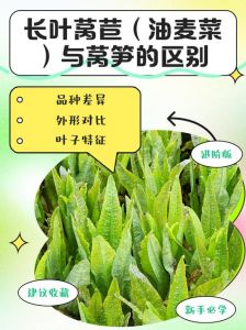 窝麻菜与莴笋的区别_窝麻菜莴笋怎么分？