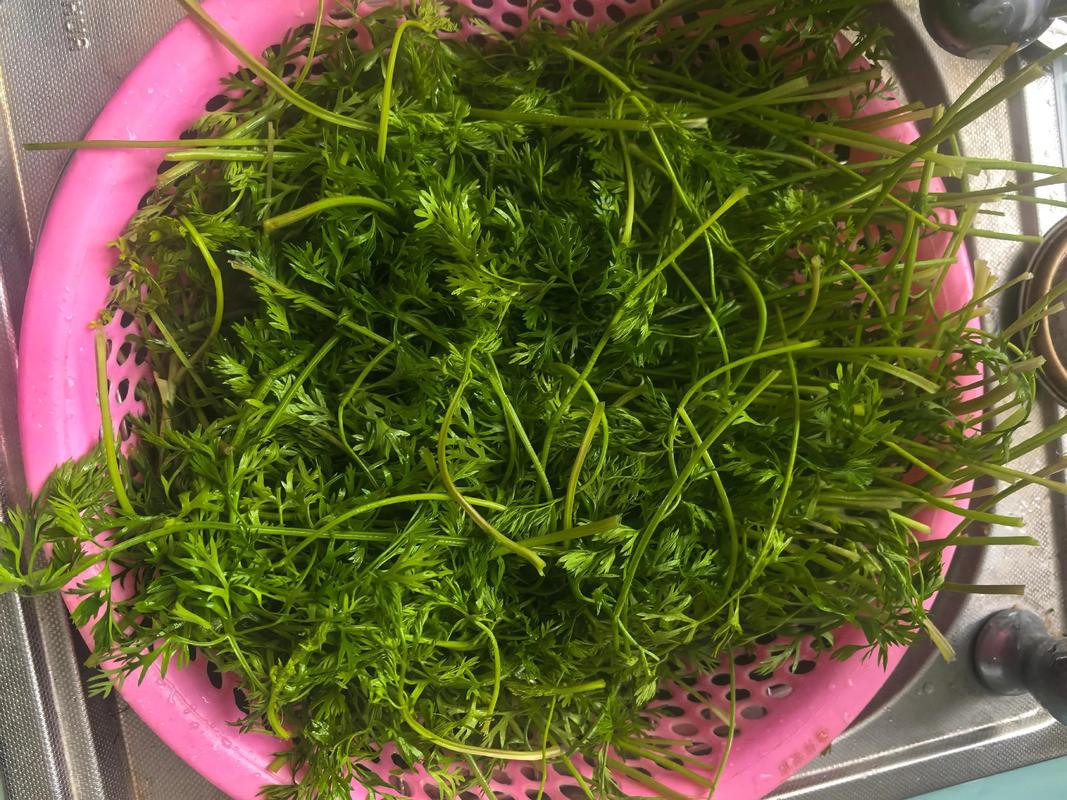 红萝卜缨子家常做法_胡萝卜缨子,营养好菜,蒸着吃特香! 红萝卜缨子家常做法_胡萝卜缨子,营养好菜,蒸着吃特香!