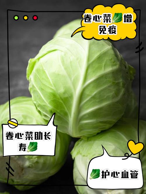 球菜和包菜区别_圆白菜包菜有区别，营养风味各不同