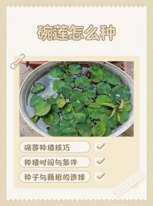 小睡莲种植方法图解_阳台庭院种睡莲，阳光黄土地，大盆套小盆，快开花