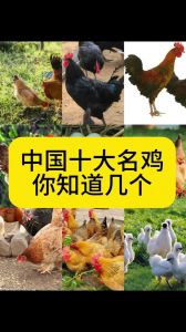 文昌鸡属于黄羽鸡吗_海南特色鸡种对比