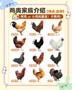 童子鸡和普通的鸡区别_鲜嫩低脂，老少皆宜！