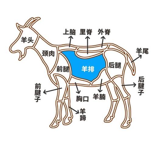 羊内脏部位分布图_羊胃分四室助消化,肠道分工明,肝脾肾等助平衡 羊内脏部位分布图_羊胃分四室助消化,肠道分工明,肝脾肾等助平衡