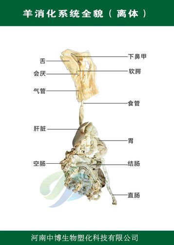 羊内脏部位分布图_羊胃分四室助消化,肠道分工明,肝脾肾等助平衡 羊内脏部位分布图_羊胃分四室助消化,肠道分工明,肝脾肾等助平衡