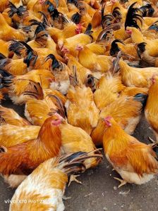 清远鸡属于三黄鸡吗_广东名鸡风味对比