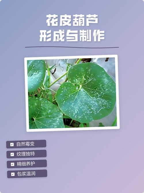 花皮葫芦的处理方法_花皮葫芦保养防裂增亮技巧