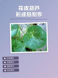 花皮葫芦的处理方法_花皮葫芦保养防裂增亮技巧