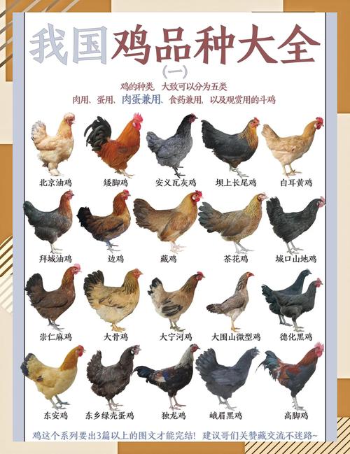 麻鸡是什么鸡和笨鸡的区别_小鸡快长大，大鸡肉质紧，风味不同价各异