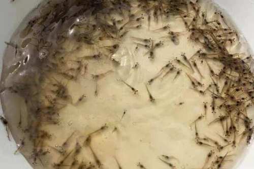 南美白虾和白对虾有什么区别_南美白对虾与白对虾怎么选？