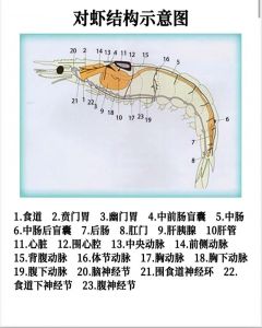 南美对虾与南美白对虾的区别_养殖新宠，美味高产