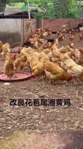 湘黄鸡与天露黄鸡的区别_哪个更适合你？