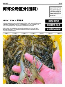 白虾和白银虾区别_河虾之优，鲜嫩营养