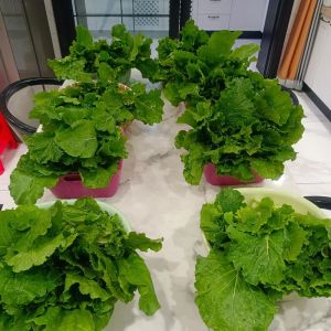 白菜焯水一般几分钟_快慢分明保营养