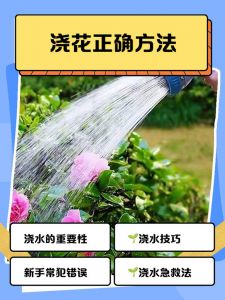 啤酒浇花的正确方法_啤酒浇花要稀释，发酵非工业，慎用有禁忌